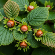 4ft 'Cosford' Hazelnut Tree | Corylus avellana | 9L Pot | 2 Years Old
